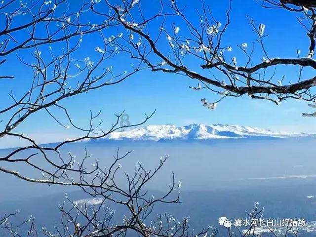 疯狂的小偷