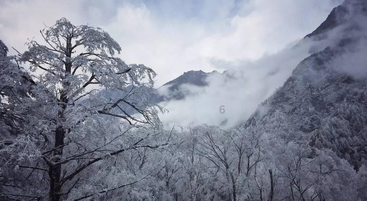 探索天涯问答平台当猫把心爱的鸟吃了该怎么办?